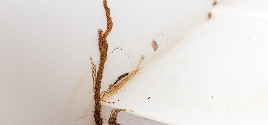 Jasa Anti Rayap Bandung