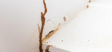 Jasa Anti Rayap Bandung